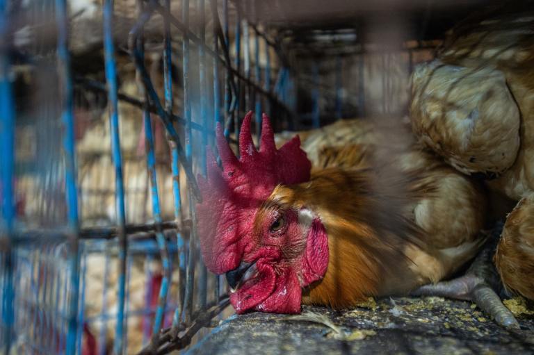 [Starting Points] Animals Welfare and Animal Rights: What's the ...